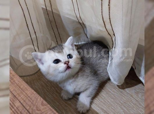 Eşsi̇z Güzelli̇kte Golden Si̇lver Bebekleri̇mi̇z görsel