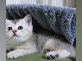 Eşsi̇z Güzelli̇kte Golden Si̇lver Bebekleri̇mi̇z