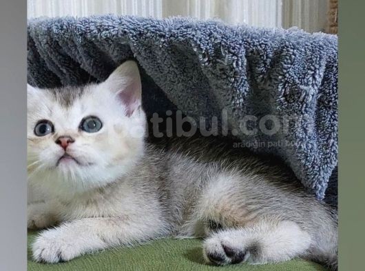 Eşsi̇z Güzelli̇kte Golden Si̇lver Bebekleri̇mi̇z görsel