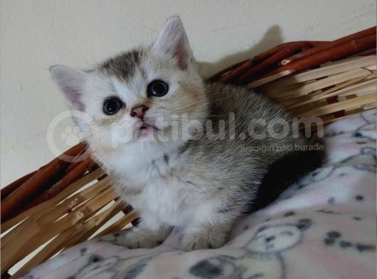 Eşsi̇z Güzelli̇kte Golden Si̇lver Bebekleri̇mi̇z görsel