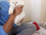 Sağlikli Bri̇ti̇sh Yavrular