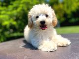 Sevi̇mli̇ Apri̇cot Poodle Kizimiz
