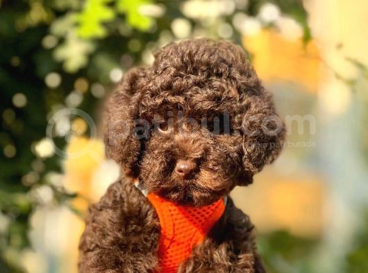 Safkan Toy Poodle Yavrular görsel