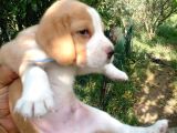 Gold Beagle Yavrular