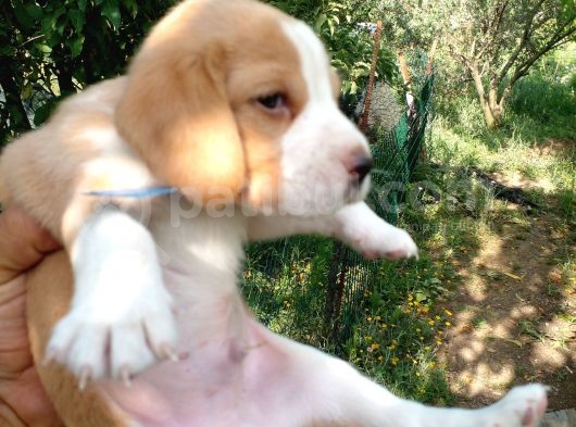 Gold Beagle Yavrular