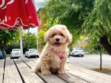 Safkan Toy Poodle Yavrular