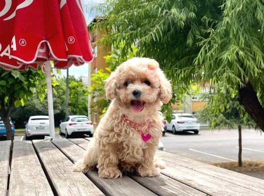 Safkan Toy Poodle Yavrular görsel