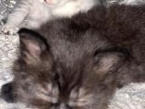 British Shorthair / Longhair 