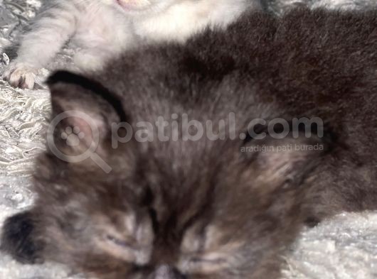 British Shorthair / Longhair  görsel