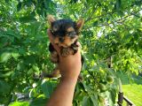 Erkek Teacup Yorkshire Terrier