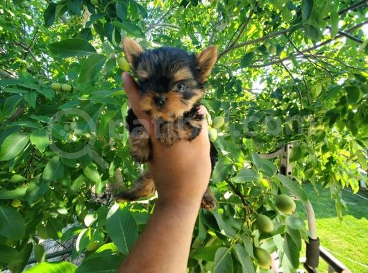 Erkek Teacup Yorkshire Terrier görsel