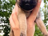 Pug Mops Krem Gül Kuyruk