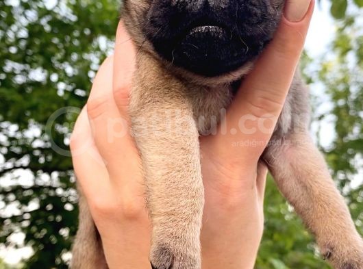Pug Mops Krem Gül Kuyruk