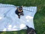Erkek Teacup Yorkshire Terrier