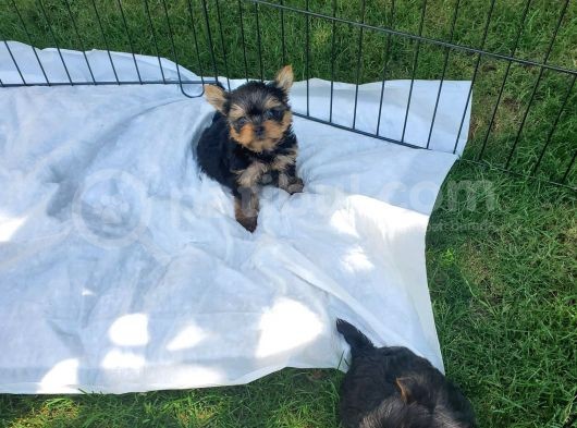 Erkek Teacup Yorkshire Terrier görsel