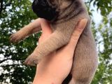Pug Mops Krem Gül Kuyruk