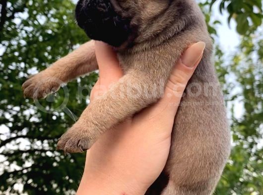 Pug Mops Krem Gül Kuyruk görsel