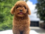 Red Brown Toy Poodle Di̇şi̇ Yavrular