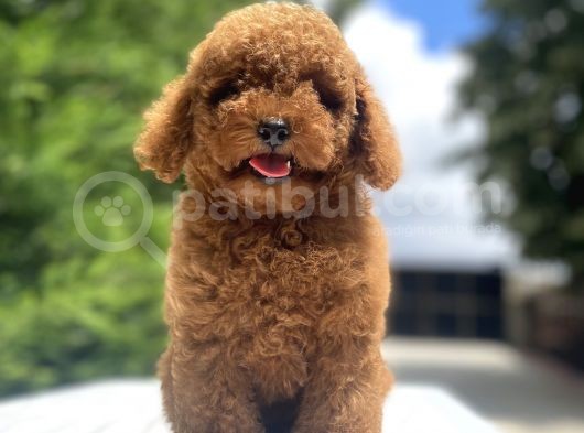 Red Brown Toy Poodle Di̇şi̇ Yavrular görsel