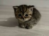 British Shorthair / Longhair 
