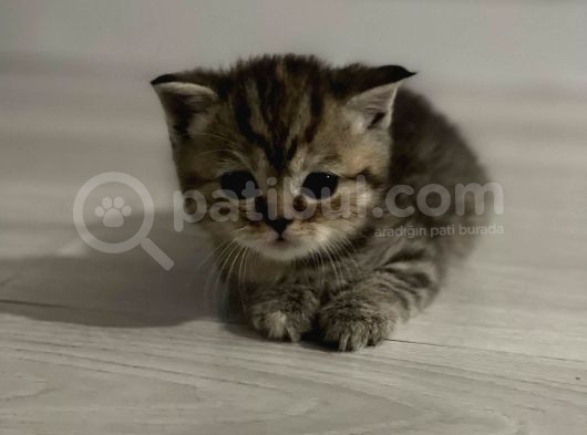 British Shorthair / Longhair  görsel
