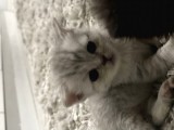 British Shorthair / Longhair 