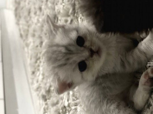 British Shorthair / Longhair  görsel
