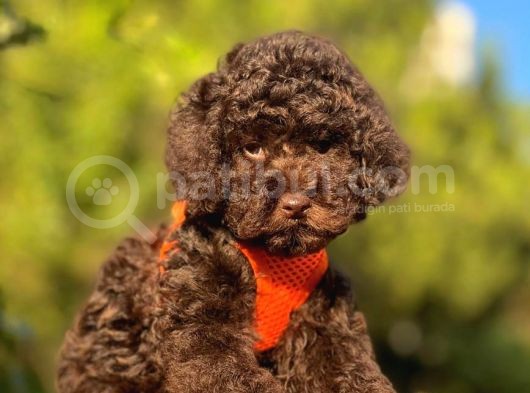 Safkan Toy Poodle Yavrular