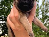 Pug Mops Krem Gül Kuyruk