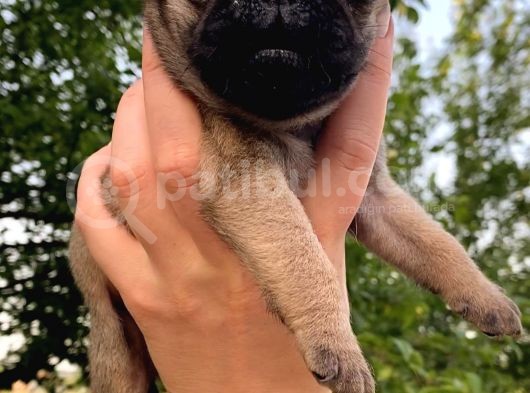Pug Mops Krem Gül Kuyruk görsel