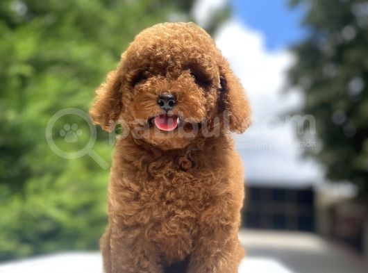 Red Brown Toy Poodle Di̇şi̇ Yavrular