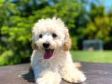 Sevi̇mli̇ Apri̇cot Poodle Kizimiz