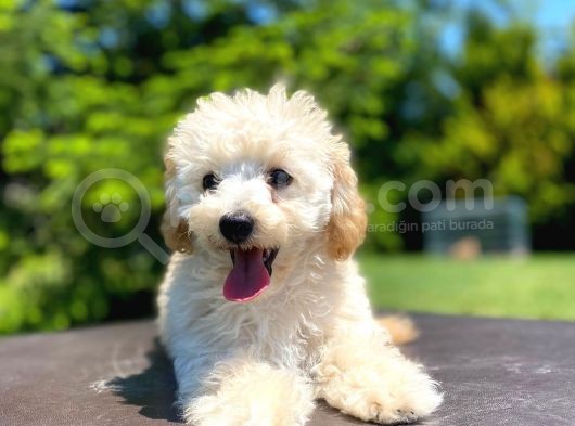 Sevi̇mli̇ Apri̇cot Poodle Kizimiz görsel