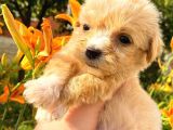 Mi̇cro Teacup Malti̇po Red Di̇şi̇