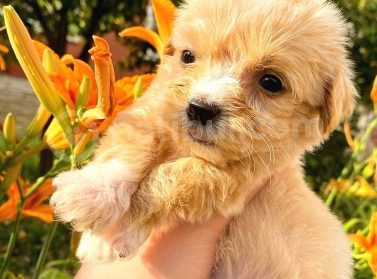 Mi̇cro Teacup Malti̇po Red Di̇şi̇ görsel