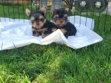 Erkek Teacup Yorkshire Terrier