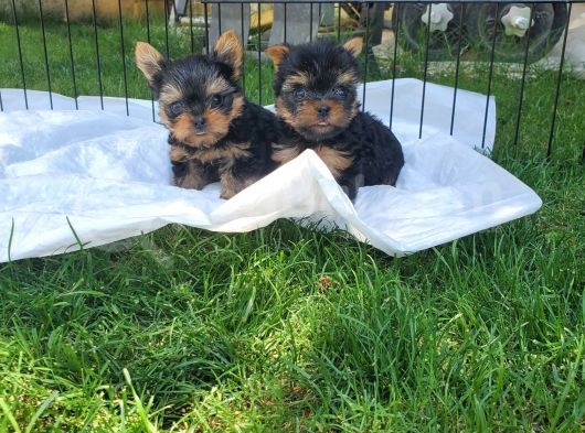 Erkek Teacup Yorkshire Terrier görsel