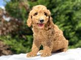Çeşi̇t Çeşi̇t Toy Poodle Bebekler