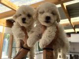 Teacup Maltipoo Bebeklerim