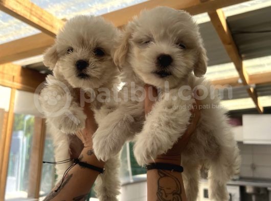 Teacup Maltipoo Bebeklerim görsel