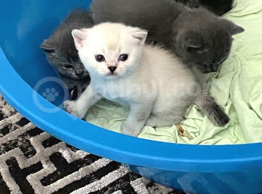 Bayram Sonu Teslim Bebişler görsel