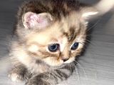 British Shorthair / Longhair 