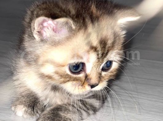 British Shorthair / Longhair 