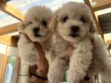 Teacup Maltipoo Bebeklerim