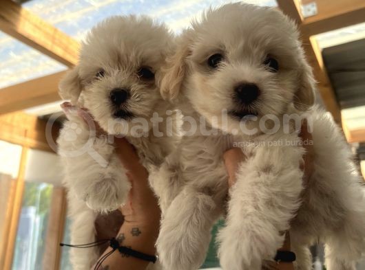 Teacup Maltipoo Bebeklerim görsel