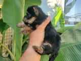 Erkek Teacup Yorkshire Terrier