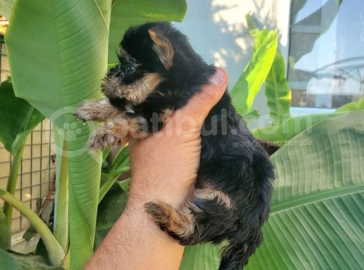 Erkek Teacup Yorkshire Terrier görsel