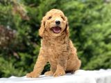 Çeşi̇t Çeşi̇t Toy Poodle Bebekler