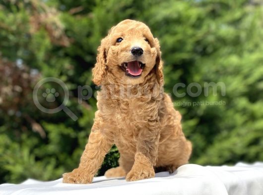 Çeşi̇t Çeşi̇t Toy Poodle Bebekler