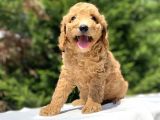 Çeşi̇t Çeşi̇t Toy Poodle Bebekler